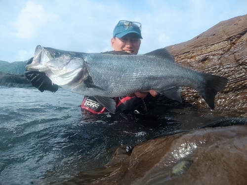 ヒラスズキの釣果