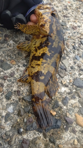 タケノコメバルの釣果