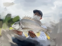 チヌの釣果