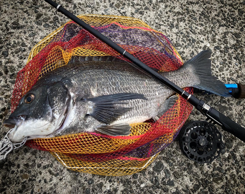 チヌの釣果