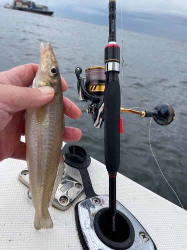 シロギスの釣果