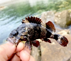 ガシラの釣果