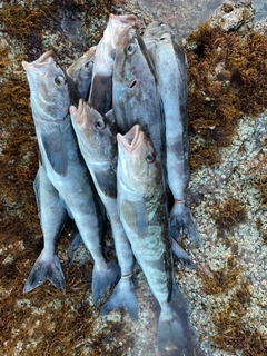 ホッケの釣果