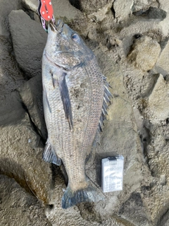 チヌの釣果