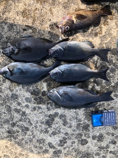 メジナの釣果