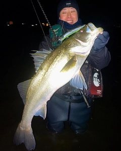 スズキの釣果