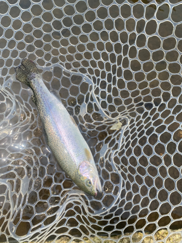 レインボートラウトの釣果