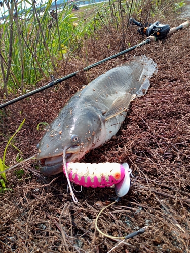 ナマズの釣果