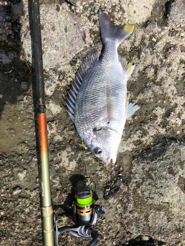 キビレの釣果