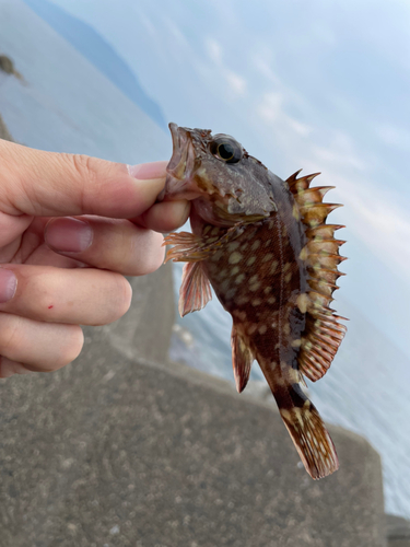 カサゴの釣果