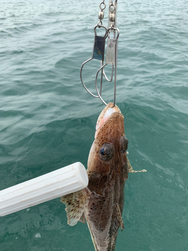 イネゴチの釣果