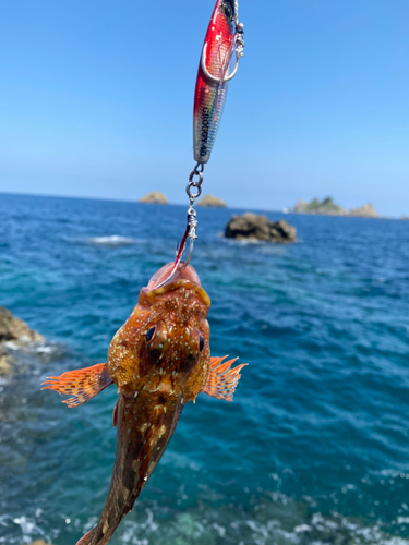 アラカブの釣果