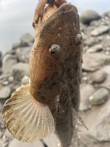 コチの釣果