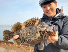 オウゴンムラソイの釣果