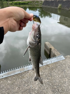 ニゴイの釣果