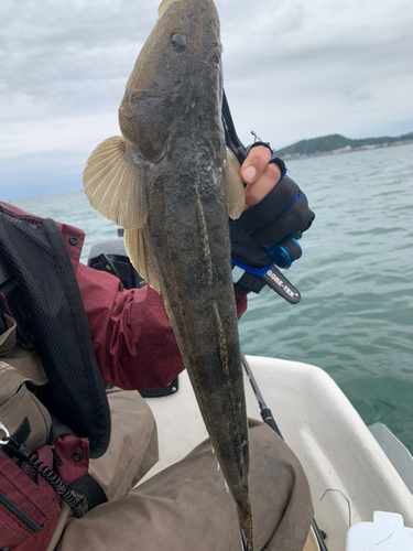 マゴチの釣果