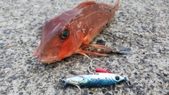 カナガシラの釣果