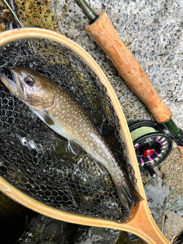 イワナの釣果