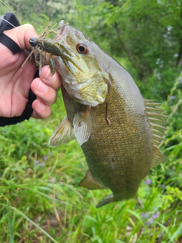 スモールマウスバスの釣果