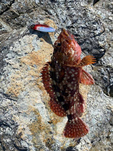 アラカブの釣果