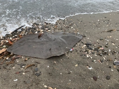 ツバクロエイの釣果