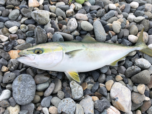 ワカシの釣果