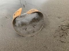 ツバクロエイの釣果