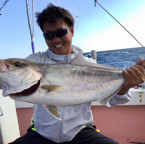 カンパチの釣果