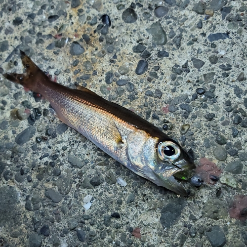 ムツの釣果