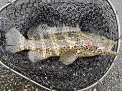 ヤイトハタの釣果