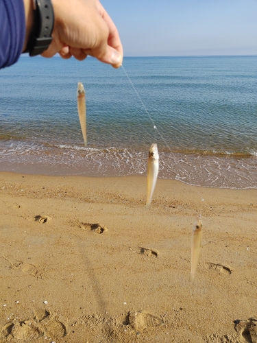 キスの釣果