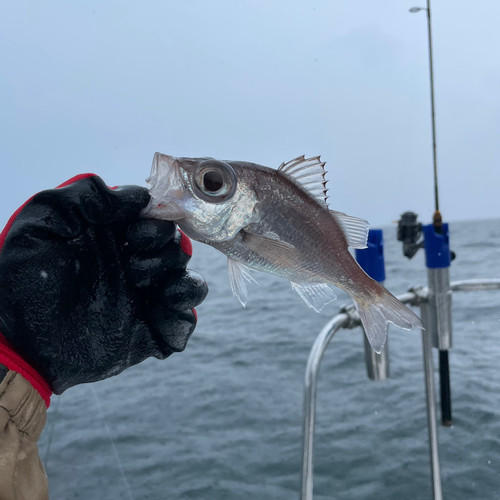 オオメハタの釣果