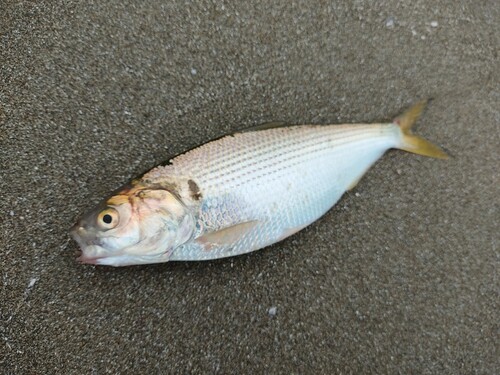 コノシロの釣果