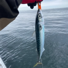 マサバの釣果