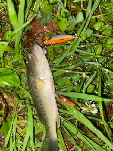 ブラックバスの釣果