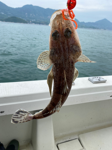 マゴチの釣果