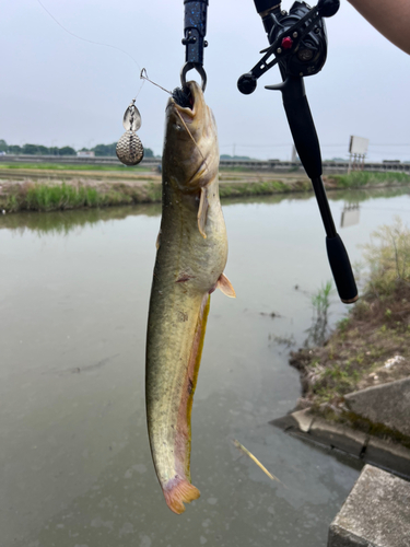 ナマズの釣果