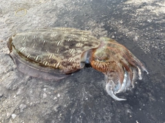 モンゴウイカの釣果