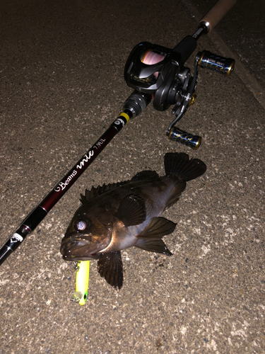 シロメバルの釣果