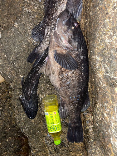 クロソイの釣果