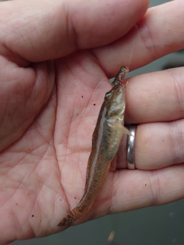 マハゼの釣果