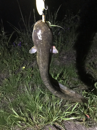 マナマズの釣果