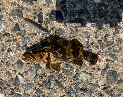 タケノコメバルの釣果