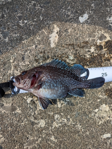 ソイの釣果