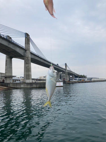 ネンブツダイの釣果