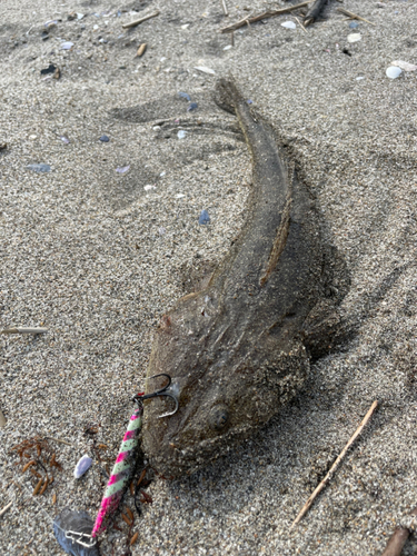 コチの釣果