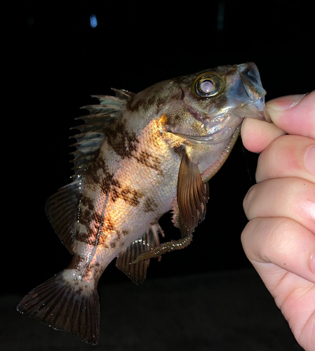 メバルの釣果