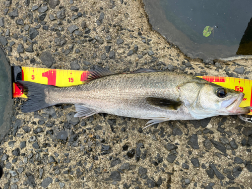 シーバスの釣果