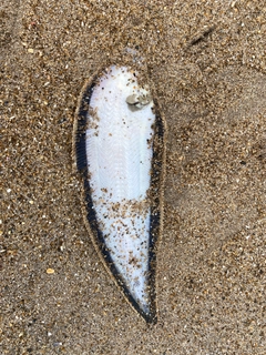 シタビラメの釣果