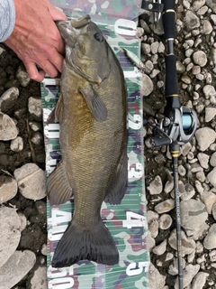 スモールマウスバスの釣果